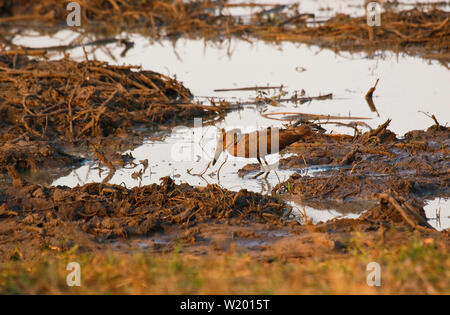 Hamerkop (Scopus umbretta). Busanga Plains. Parco Nazionale di Kafue. Zambia Foto Stock