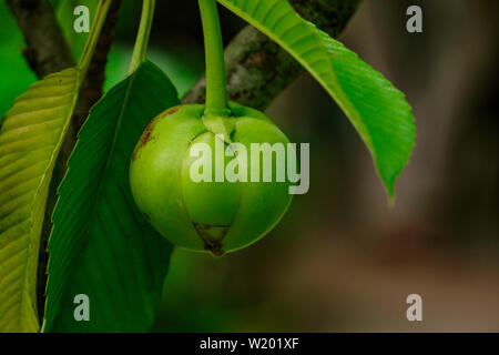 Struttura Chulta Dillenia indica, Elephant apple su albero o Chalta del Sud Est Asiatico Dillenia indica Foto Stock