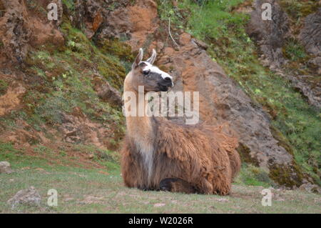 Ritratto di un Llama giacenti il Cabarceno Parco Naturale di vecchia miniera per l'estrazione del ferro. Agosto 25, 2013. Cabarceno, Cantabria. Vacanze Natura Street foto Foto Stock