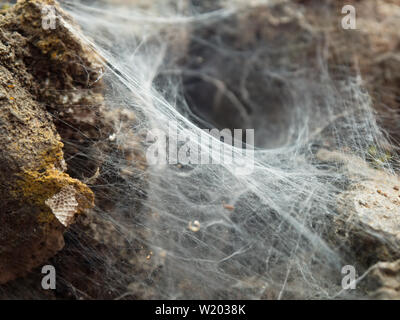 Spider-realizzazione di un tunnel di Sydney spider (Coelotes terrestris) in un muro di pietra con resti di pasti, close-up. Foto Stock