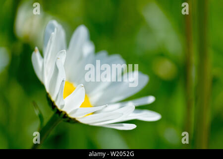 Margherita occhio di bue, Cane Daisy o Marguerite (leucanthemum vulgare), in prossimità di un singolo retro-illuminato fiore con bassa profondità di campo. Foto Stock