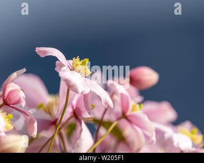 La clematide Rubens offene Blüte Knospen Lila rosa violett mit gelbem Zentrum Foto Stock