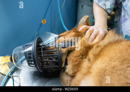 Preoxygenation in un sedati pastore tedesco con un muso prima di intubazione Foto Stock