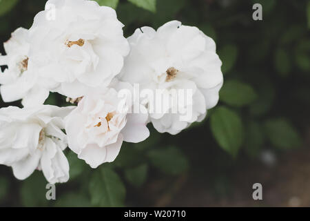 White rose fiori con foglie di colore verde in giardino. Estate matrimonio romantico sfondo per invitationor biglietto di auguri con copia spazio. Messa a fuoco selettiva Foto Stock