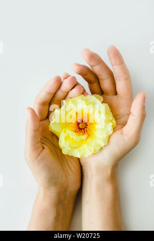 Perfetto rosa gialla in mani su sfondo bianco, natura fiore Foto Stock