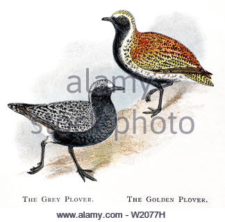 Golden Plover (Pluvialis apricaria) e grigio (Plover Pluvialis squatarola), Illustrazione vintage pubblicato in 1898 Foto Stock