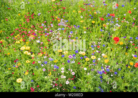 Fiori selvatici che crescono in un giardino inglese confine durante il mese di luglio su una soleggiata giornata estiva, REGNO UNITO Foto Stock