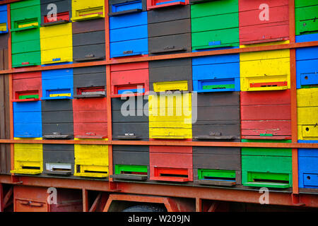 In prossimità di alveari di api Mobile su un carrello, stazionati nel campo. La Slovenia rurale, Foto Stock