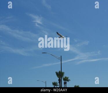 Un uccello vola nel cielo blu al di sopra di una lampada posta Foto Stock