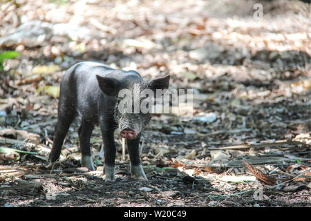 Poco di maiale giovane con i capelli bianchi sulla fronte in Flores, Indonesia. Foto Stock