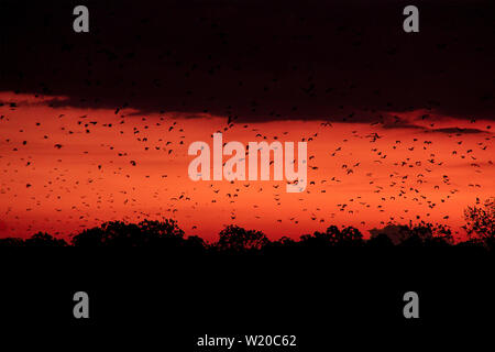 Migliaia di pipistrelli e volpi volanti volare sopra gli alberi nel cielo rosso di un bel tramonto in Flores, Indonesia. Foto Stock