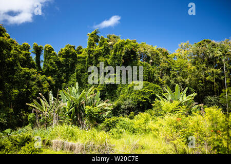 Una lussureggiante giungla verde paesaggio sulla Big Island delle Hawai'i Foto Stock