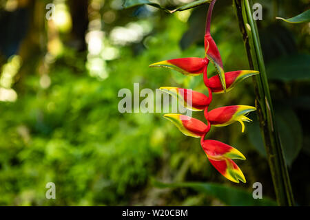 Bella rossa heliconia stricta fiori in un tropicale Hawaiiano giardino botanico Foto Stock