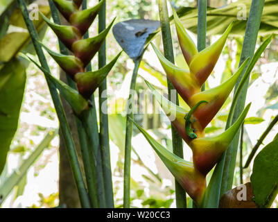 Un verde geco lucertola su un giallo e rosso heliconia stricta fiore in un tropicale Hawaiiano giardino botanico Foto Stock