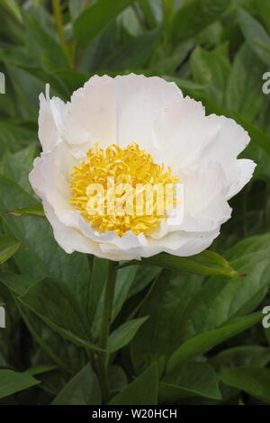 Paeonia lactiflora 'ali bianche' peonia fioritura in un giardino confine in giugno - REGNO UNITO Foto Stock