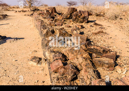 Fossilizzato tronco di albero alla Foresta Pietrificata, Twyfelfontein, Namibia Foto Stock