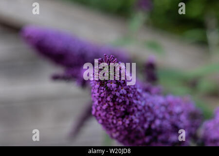 Buddleja davidii " Empire " blu Foto Stock