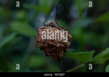 Rosa appassita Foto Stock