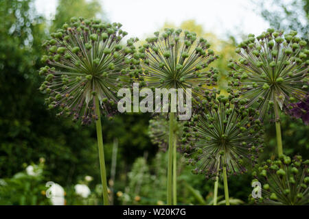 Sferiche di Allium viola sensazione è sbiadito in un aiuola di fiori in un giardino in una luminosa giornata di sole. Close-up di fioritura decorativa infiorescenza Garl olandese Foto Stock