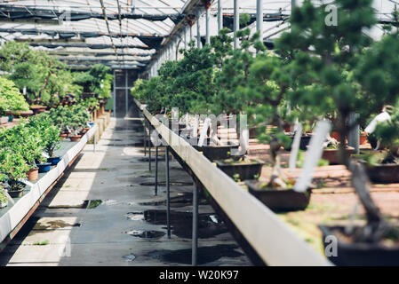 Bonsai centro serra. righe con piccoli alberi Foto Stock