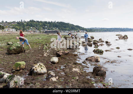 I visitatori possono esplorare il litorale esposto al Parco di costellazione durante un insolitamente bassa marea Giovedì, 4 luglio 2019 a Seattle, Washington. Maree ha raggiunto il più basso delle maree di l'anno a -3,4 piedi il mercoledì e il giovedì. Foto Stock