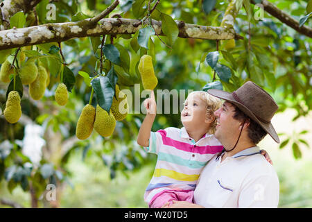 Jackfruit crescono sugli alberi. Padre e figlio picking Esotici frutti tropicali della Thailandia e della Malaysia. Uomo e bambino guardando jack maturo frutta organica su f Foto Stock