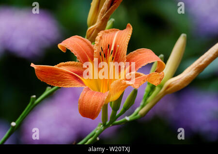 Il Lilium bulbiferum giglio di fuoco contro sfocato sfondo rosa Foto Stock