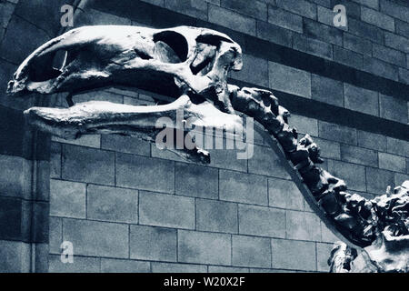 Museo di Storia Naturale, Cromwell Road, South Kensington, Royal Borough di Kensington e Chelsea - dinosauro, Mantellisaurus atherfieldensis Foto Stock