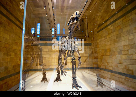 Museo di Storia Naturale, Cromwell Road, South Kensington, Royal Borough di Kensington e Chelsea - dinosauro, Mantellisaurus atherfieldensis Foto Stock