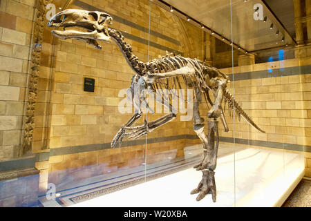 Museo di Storia Naturale, Cromwell Road, South Kensington, Royal Borough di Kensington e Chelsea - dinosauro, Mantellisaurus atherfieldensis Foto Stock