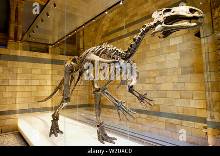 Museo di Storia Naturale, Cromwell Road, South Kensington, Royal Borough di Kensington e Chelsea - dinosauro, Mantellisaurus atherfieldensis Foto Stock