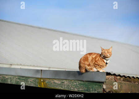 Red Ginger cat posa su un tetto di ferro con la sua faccia rivolta direttamente a sun. Foto Stock