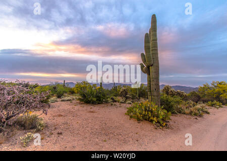 Tucson Arizona Sunset Landscape. Saguaro cactus, cholla e Ocotillo cactus nel deserto di sonora al Parco Nazionale di Saguaro in Tucson, Arizona Foto Stock