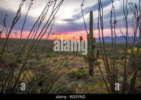 Tucson Arizona Sunset Landscape. Saguaro cactus, cholla e Ocotillo cactus nel deserto di sonora al Parco Nazionale di Saguaro in Tucson, Arizona Foto Stock