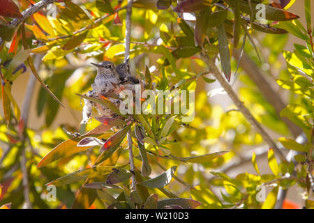 Due Baby colibrì nel nido. Due bambini baby ruby throated hummingbirds nidificati in una struttura ad albero Foto Stock