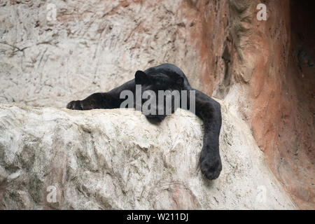 Lazy Black Panther stabiliscono sulla roccia Foto Stock