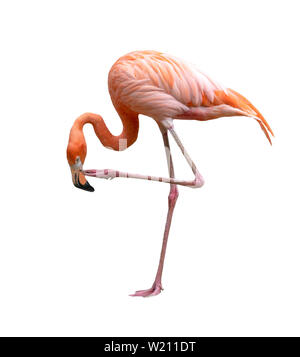 American flamingo bird (Phoenicopterus ruber) isolato su sfondo bianco Foto Stock