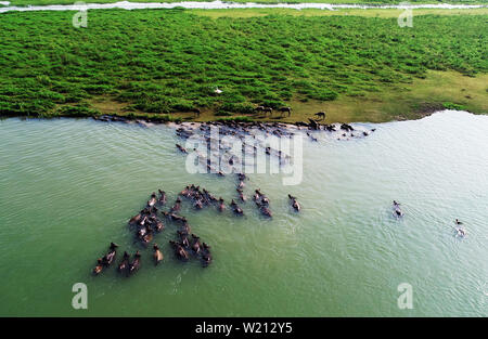 (190705) -- NANCHONG, 5 luglio 2019 (Xinhua) -- Più di 100 bufali nuoto attraverso il Fiume Jialing al mattino a pascolare su un isola con lussureggianti e verdi pascoli nel mezzo del fiume, nel villaggio Youfanggou, Nanchong città del sud-ovest della Cina di provincia di Sichuan, 2 luglio 2019. (Foto di Liu Yonghong/Xinhua) Foto Stock