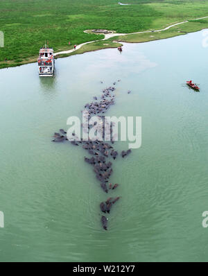 (190705) -- NANCHONG, 5 luglio 2019 (Xinhua) -- Più di 100 bufali nuoto attraverso il Fiume Jialing la sera dopo giornate di pascolo su un isola con lussureggianti e verdi pascoli nel mezzo del fiume, nel villaggio Youfanggou, Nanchong città del sud-ovest della Cina di provincia di Sichuan, 2 luglio 2019. (Foto di Liu Yonghong/Xinhua) Foto Stock