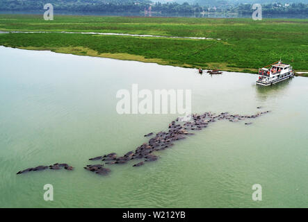 (190705) -- NANCHONG, 5 luglio 2019 (Xinhua) -- Più di 100 bufali nuoto attraverso il Fiume Jialing la sera dopo giornate di pascolo su un isola con lussureggianti e verdi pascoli nel mezzo del fiume, nel villaggio Youfanggou, Nanchong città del sud-ovest della Cina di provincia di Sichuan, 2 luglio 2019. (Foto di Liu Yonghong/Xinhua) Foto Stock