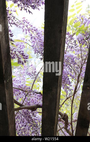 Bella e delicata di glicine viola retroilluminati da tardo pomeriggio sole fiorisce su un traliccio. Vista dal basso. Foto Stock