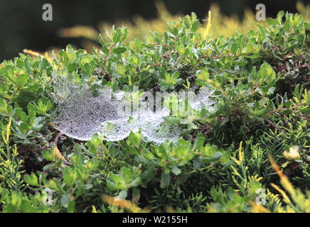 Fresche gocce di rugiada catturati in una tela di ragno. Foto Stock