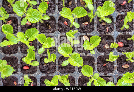 Piantine di gourd Amaro per crescere da seme nel campo grafico. Foto Stock