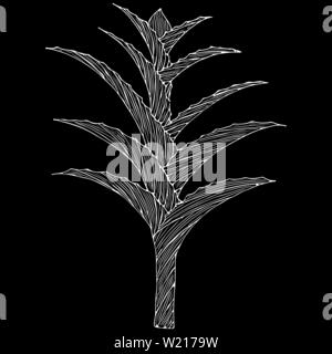 Disegnata a mano vector Aloe Vera o Aloe barbadensis Mill, Star cactus, aloina, Jafferabad, Barbados isolati su sfondo nero. Outline icona floreale. Alte Illustrazione Vettoriale
