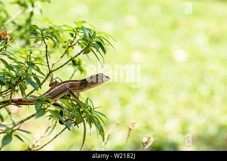 Piccola lunga coda di lucertola rami capannoni dell'albero. Foto Stock