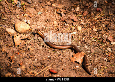 Blindworm europea su una strada Foto Stock