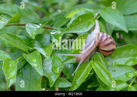 Va a passo di lumaca sul verde delle foglie con gocce d'acqua. Foto Stock