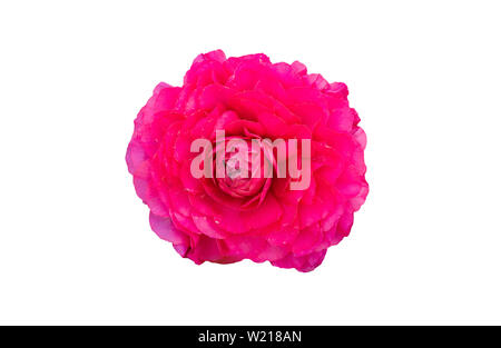 Rosa ranuncolo persiano fiori (ranunculus) isolare su sfondo bianco. Foto Stock
