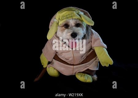 Un cane è vestito come Yoda dal film di Star Wars per Halloween. Foto Stock
