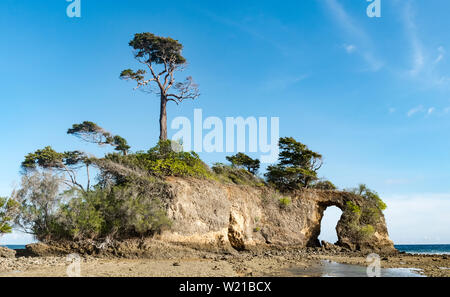 Corallo naturale Bridge aka quella di Howrah Bridge dai locali di Neil Island (Saheed Dweep). Con vegetazione nativa, morto i coralli e la vita marina durante la bassa marea Foto Stock